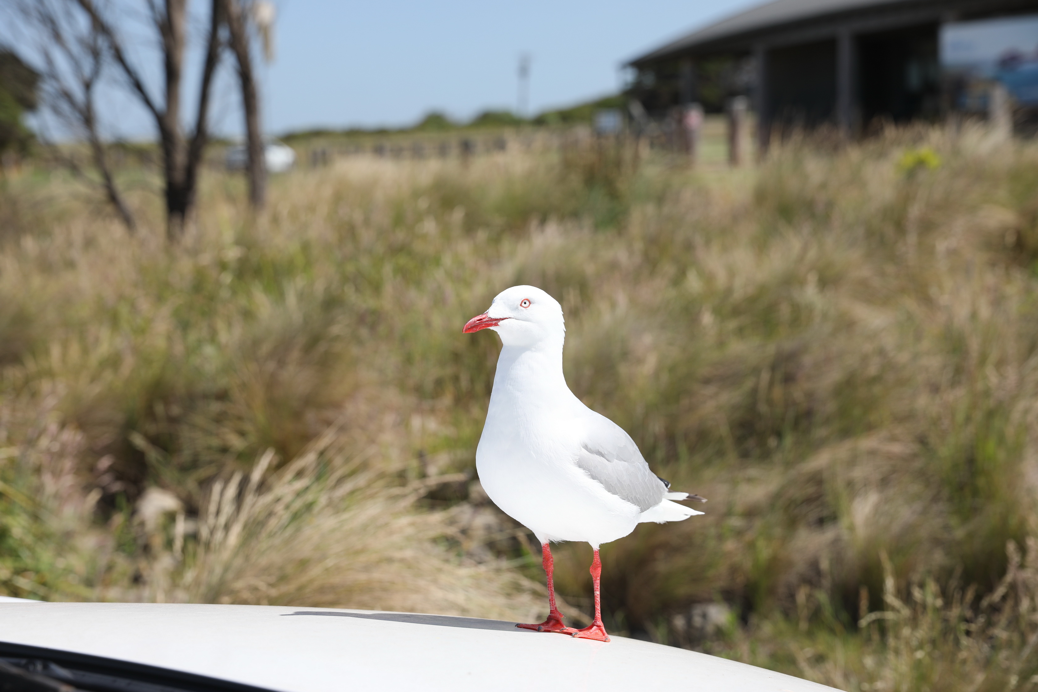 2019 12 19 10 56 58 Canon EOS 5D Mark IV 0018